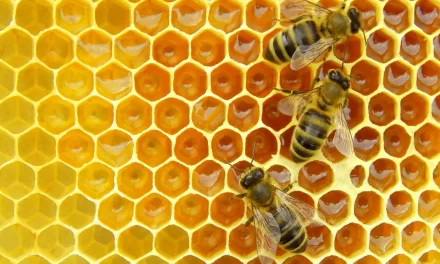La abeja y el atanor alquímico