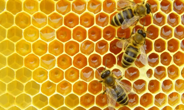 La abeja y el atanor alquímico