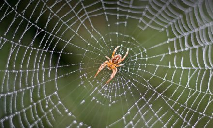 La abeja y la araña