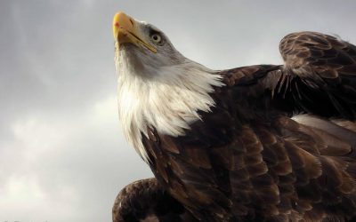 El águila calva y el sello