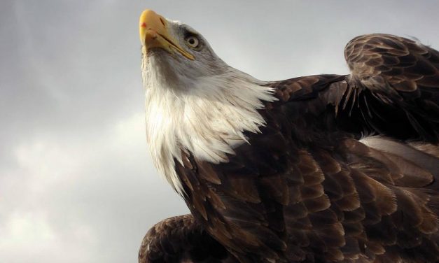 El águila calva y el sello