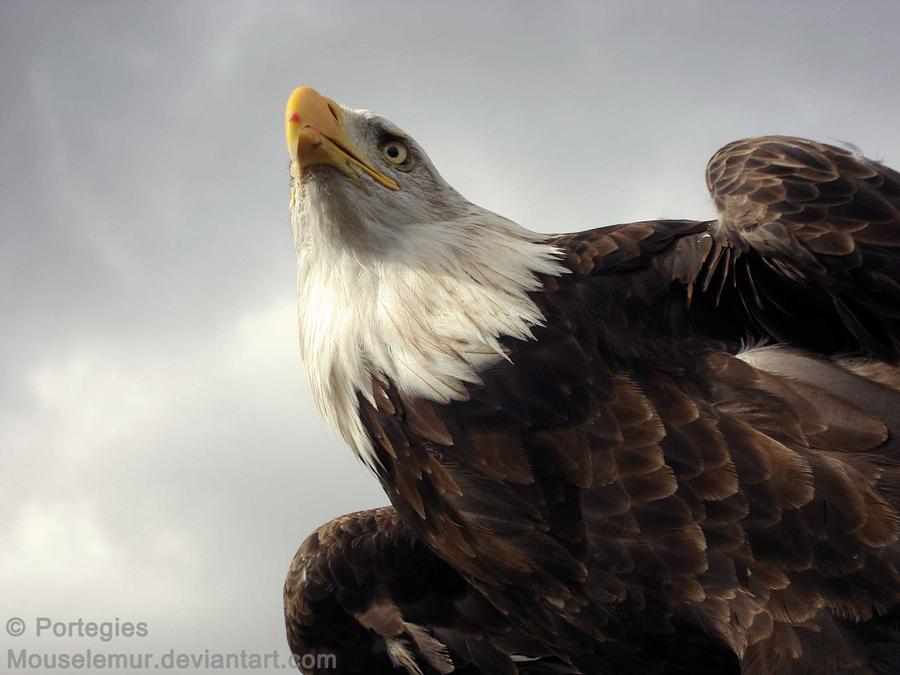 El águila calva y el sello
