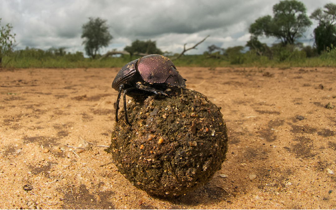 Kepher: el escarabajo sagrado